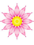 Pink Daisy Floral Radiating Pattern Rug