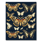 Whimsical Midnight Butterfly Entomology Illustration Rug