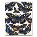 Celestial Navy Gold Butterfly Wings Rug